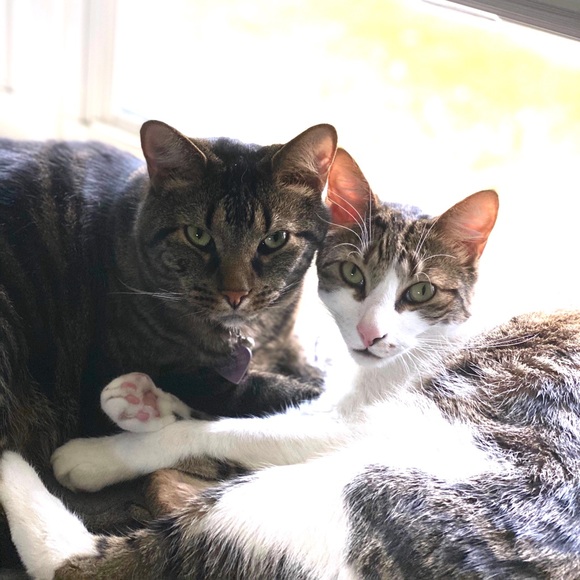 Meet your Posher, Amanda - Picture 2 of 3